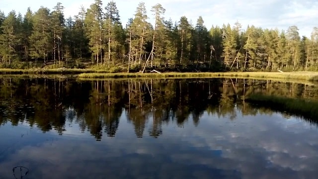 Пирог с брусникой на кефире в духовке «Трухлявый пень»